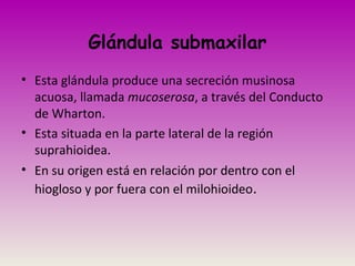 Glándula submaxilar
• Esta glándula produce una secreción musinosa
acuosa, llamada mucoserosa, a través del Conducto
de Wharton.
• Esta situada en la parte lateral de la región
suprahioidea.
• En su origen está en relación por dentro con el
hiogloso y por fuera con el milohioideo.
 