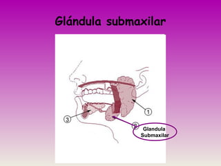 Glándula submaxilar
Glandula
Submaxilar
 