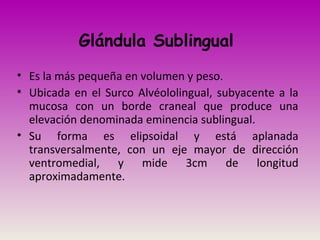Glándula Sublingual
• Es la más pequeña en volumen y peso.
• Ubicada en el Surco Alvéololingual, subyacente a la
mucosa con un borde craneal que produce una
elevación denominada eminencia sublingual.
• Su forma es elipsoidal y está aplanada
transversalmente, con un eje mayor de dirección
ventromedial, y mide 3cm de longitud
aproximadamente.
 