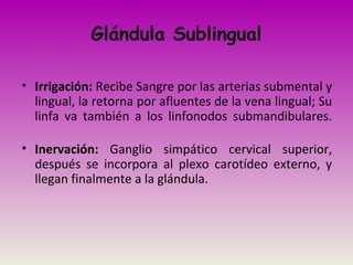 • Irrigación: Recibe Sangre por las arterias submental y
lingual, la retorna por afluentes de la vena lingual; Su
linfa va también a los linfonodos submandibulares.
• Inervación: Ganglio simpático cervical superior,
después se incorpora al plexo carotídeo externo, y
llegan finalmente a la glándula.
Glándula Sublingual
 