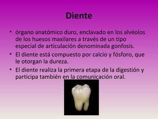 Diente
• órgano anatómico duro, enclavado en los alvéolos
de los huesos maxilares a través de un tipo
especial de articulación denominada gonfosis.
• El diente está compuesto por calcio y fósforo, que
le otorgan la dureza.
• El diente realiza la primera etapa de la digestión y
participa también en la comunicación oral.
 