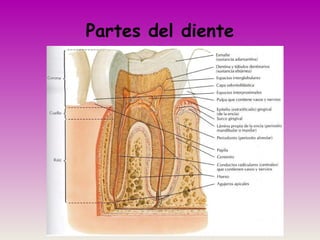 Partes del diente
 