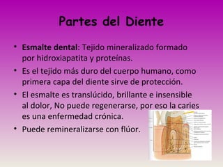 Partes del Diente
• Esmalte dental: Tejido mineralizado formado
por hidroxiapatita y proteínas.
• Es el tejido más duro del cuerpo humano, como
primera capa del diente sirve de protección.
• El esmalte es translúcido, brillante e insensible
al dolor, No puede regenerarse, por eso la caries
es una enfermedad crónica.
• Puede remineralizarse con flúor.
 