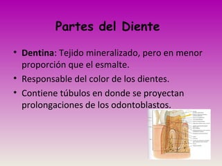 Partes del Diente
• Dentina: Tejido mineralizado, pero en menor
proporción que el esmalte.
• Responsable del color de los dientes.
• Contiene túbulos en donde se proyectan
prolongaciones de los odontoblastos.
 