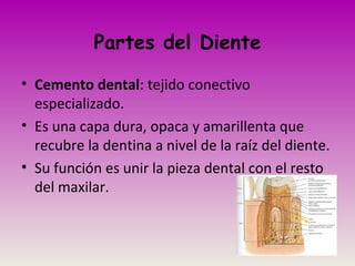 Partes del Diente
• Cemento dental: tejido conectivo
especializado.
• Es una capa dura, opaca y amarillenta que
recubre la dentina a nivel de la raíz del diente.
• Su función es unir la pieza dental con el resto
del maxilar.
 