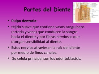 Partes del Diente
• Pulpa dentaria:
• tejido suave que contiene vasos sanguíneos
(arteria y vena) que conducen la sangre
hacia el diente y por fibras nerviosas que
otorgan sensibilidad al diente.
• Estos nervios atraviesan la raíz del diente
por medio de finos canales.
• Su célula principal son los odontoblastos.
 