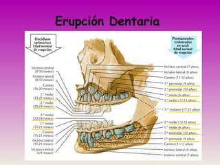 Erupción Dentaria
 