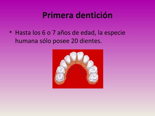 Primera dentición
• Hasta los 6 o 7 años de edad, la especie
humana sólo posee 20 dientes.
 
