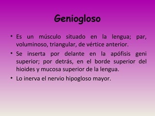 Geniogloso
• Es un músculo situado en la lengua; par,
voluminoso, triangular, de vértice anterior.
• Se inserta por delante en la apófisis geni
superior; por detrás, en el borde superior del
hioides y mucosa superior de la lengua.
• Lo inerva el nervio hipogloso mayor.
 