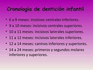 Cronología de dentición infantil
• 6 a 9 meses: incisivos centrales inferiores.
• 9 a 10 meses: incisivos centrales superiores.
• 10 a 11 meses: incisivos laterales superiores.
• 11 a 12 meses: incisivos laterales inferiores.
• 12 a 14 meses: caninos inferiores y superiores.
• 14 a 24 meses: primeros y segundos molares
inferiores y superiores.
 