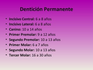 Dentición Permanente
• Incisivo Central: 6 a 8 años
• Incisivo Lateral: 6 a 8 años
• Canino: 10 a 14 años
• Primer Premolar: 9 a 12 años
• Segundo Premolar: 10 a 13 años
• Primer Molar: 6 a 7 años
• Segundo Molar: 10 a 13 años
• Tercer Molar: 16 a 30 años
 