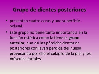 Grupo de dientes posteriores
• presentan cuatro caras y una superficie
oclusal.
• Este grupo no tiene tanta importancia en la
función estética como la tiene el grupo
anterior, aun así las pérdidas dentarias
posteriores conllevan pérdida del hueso
provocando por ello el colapso de la piel y los
músculos faciales.
 