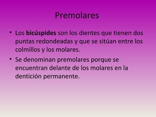 Premolares
• Los bicúspides son los dientes que tienen dos
puntas redondeadas y que se sitúan entre los
colmillos y los molares.
• Se denominan premolares porque se
encuentran delante de los molares en la
dentición permanente.
 