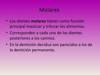 Molares
• Los dientes molares tienen como función
principal masticar y triturar los alimentos.
• Corresponden a cada uno de los dientes
posteriores a los caninos.
• En la dentición decidua son parecidos a los de
la dentición permanente.
 