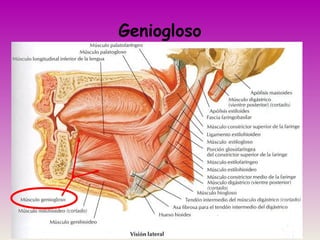 Geniogloso
 