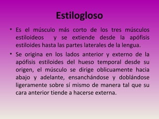 Estilogloso
• Es el músculo más corto de los tres músculos
estiloideos y se extiende desde la apófisis
estiloides hasta las partes laterales de la lengua.
• Se origina en los lados anterior y externo de la
apófisis estiloides del hueso temporal desde su
origen, el músculo se dirige oblicuamente hacia
abajo y adelante, ensanchándose y doblándose
ligeramente sobre sí mismo de manera tal que su
cara anterior tiende a hacerse externa.
 
