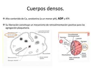 Cuerpos densos.
 Alto contenido de Ca, serotonina (a un menor pH), ADP y ATP.
 Su liberación constituye un mecanismo de retroalimentación positiva para las
agregación plaquetaria.
 