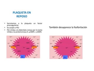 PLAQUETA EN
REPOSO
• Secretamos a la plaqueta un factor
procoagulante
• Se acopla a PGi
• PGi inhibe a la Adenilato ciclasa por lo tanto
inhibe a la proteincinasa A ↓AMPc y GMPc
También desaparece la fosforilación
 