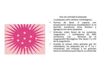 Una vez activada la plaqueta
La plaqueta sufre cambios morfológicos:
• Formas de disco → esperas con
proyecciones espinosas (seudópodos)= le va
permitir encontrara otros factores y
agregarse con otras plaquetas
• Gránulos: están llenos de las sustancias
coagulantes ( tromboxano A2, ADP,
serotonina, Ca+ , (factores de la
coagulación) fibrinógeno, fvw, factor V y VIII
de la coagulación
• Cuando se activan estos gránulos por los
mediadores, las plaquetas por el ↑ Ca +
intracelular, van empujar a los gránulos
hacia la membrana para liberar su contenido
 