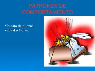 PATRONES DE COMPORTAMIENTO Puesta de huevos cada 4 o 5 días. 