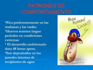 PATRONES DE COMPORTAMIENTO Pica preferentemente en las mañanas y las tardes Huevos resisten largos períodos en condiciones extremas El desarrollo embrionario dura 48 horas aprox. Son depositados en las paredes internas de recipientes de agua 