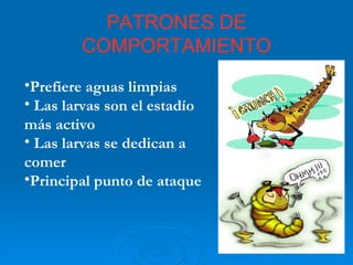 PATRONES DE COMPORTAMIENTO Prefiere aguas limpias Las larvas son el estadío más activo Las larvas se dedican a comer Principal punto de ataque 