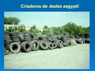 Criaderos de  Aedes aegypti   