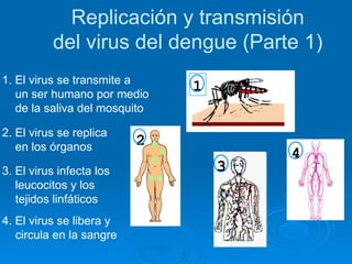 Replicación y transmisión del virus del dengue (Parte 1) 1. El virus se transmite a un ser humano por medio de la saliva del mosquito 2. El virus se replica en los órganos 3. El virus infecta los leucocitos y los tejidos linfáticos 4. El virus se libera y circula en la sangre 1 2 3 4 