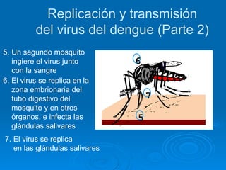 Replicación y transmisión del virus del dengue (Parte 2) 5. Un segundo mosquito ingiere el virus junto  con la sangre 6. El virus se replica en la  zona embrionaria del  tubo digestivo del  mosquito y en otros  órganos, e infecta las  glándulas salivares 7. El virus se replica en las glándulas salivares 6 7 5 