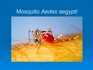 Mosquito  Aedes aegypti 