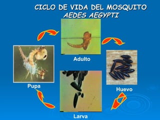 CICLO DE VIDA DEL MOSQUITO  AEDES AEGYPTI Huevo Larva Pupa Adulto 