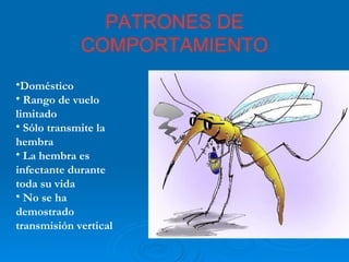 PATRONES DE COMPORTAMIENTO Doméstico Rango de vuelo limitado  Sólo transmite la hembra La hembra es infectante durante toda su vida No se ha demostrado transmisión vertical 