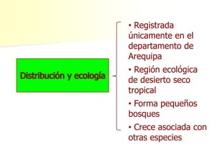 • Registrada
únicamente en el
departamento de
Arequipa
• Región ecológica
de desierto seco
tropical
• Forma pequeños
bosques
• Crece asociada con
otras especies
 