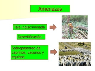 Amenazas
Sobrepastoreo de
caprinos, vacunos y
equinos
Tala indiscriminada
Desertificación
 