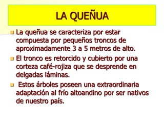 LA QUEÑUA
 La queñua se caracteriza por estar
compuesta por pequeños troncos de
aproximadamente 3 a 5 metros de alto.
 El tronco es retorcido y cubierto por una
corteza café-rojiza que se desprende en
delgadas láminas.
 Estos árboles poseen una extraordinaria
adaptación al frío altoandino por ser nativos
de nuestro país.
 