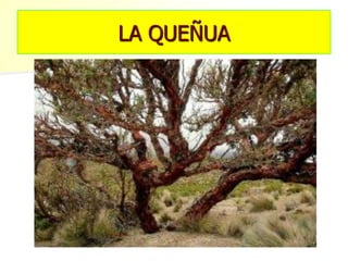 LA QUEÑUA
 