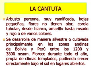 LA CANTUTA
 Arbusto perenne, muy ramificada, hojas
pequeñas, flores no tienen olor, corola
tubular, desde blanco, amarillo hasta rosado
y rojo o de varios colores.
 Se desarrolla de manera silvestre o cultivada
principalmente en las zonas andinas
de Bolivia y Perú entre los 1200 y
3800 msnm. Florece durante todo el año,
propia de climas templados, pudiendo crecer
directamente bajo el sol en lugares abiertos.
 