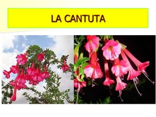 LA CANTUTA
 