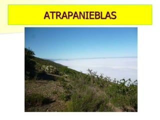 ATRAPANIEBLAS
 