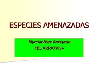 ESPECIES AMENAZADAS
Myrcianthes ferreyrae
«EL ARRAYAN»
 