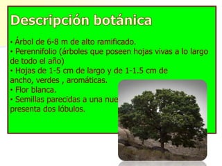 • Árbol de 6-8 m de alto ramificado.
• Perennifolio (árboles que poseen hojas vivas a lo largo
de todo el año)
• Hojas de 1-5 cm de largo y de 1-1.5 cm de
ancho, verdes , aromáticas.
• Flor blanca.
• Semillas parecidas a una nuez,
presenta dos lóbulos.
 