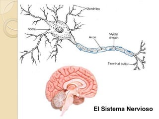 El Sistema Nervioso