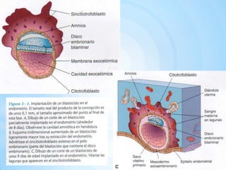 Hipoblasto         (Cavidad exocelómica) El Saco vitelinosaco vitelino primario ( membrana exocelómica – hipoblasto)