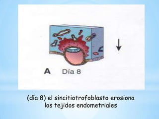 Productos de la concepción anómalos