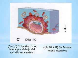  Cigotos sin desarrollo (blastocitos –implantación) 
