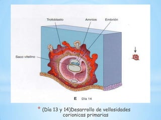 Fetos con defectos : tubo neural, labio leporino y paladar hendido , entre otros.