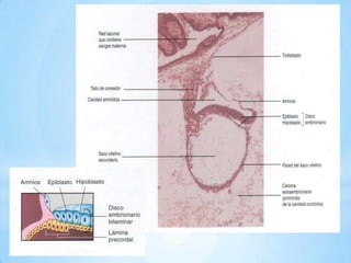 (día 8) el sincitiotrofoblasto erosiona los tejidos endometriales