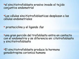 el sincitiotrofoblasto erosivo invade el tejido conjuntivo endometrial