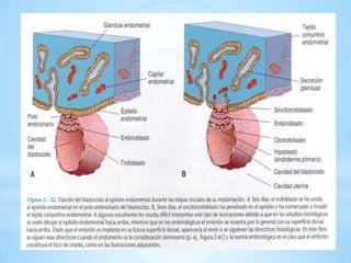 una gran porción del trofoblasto entra en contacto con el endometrio y se diferencia en: citotrofoblasto y sincitiotrofoblasto 