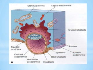 El sincitiotrofoblasto produce la hormona gonadotropina corionica humanaFORMACIÓN DE LA CAVIDAD AMNIÓTICA, DISCO EMBRIONARIO Y SACO VITELINO